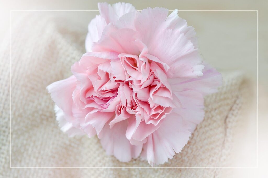 flower, carnation blossom, nature, beautiful flowers, pink, flower wallpaper, petals, flower background, pink carnation, cut flower, close up